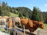 Schwarzsee, Endlich genügend Wasser